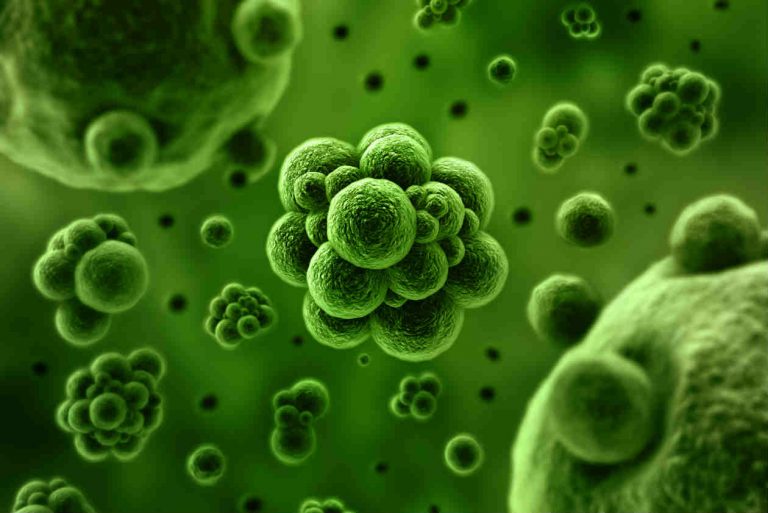 bacteria-768x513