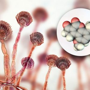 que-son-los-oncogenes-y-cual-es-su-relacion-con-el-cancer_1_621x621