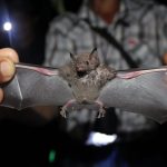 ¿Se puede detener el contagio de virus de murciélagos?