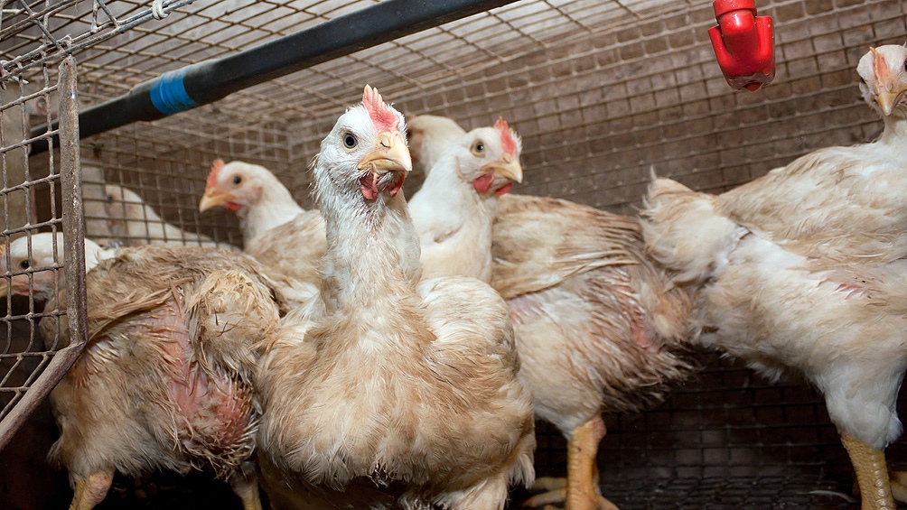 gallo