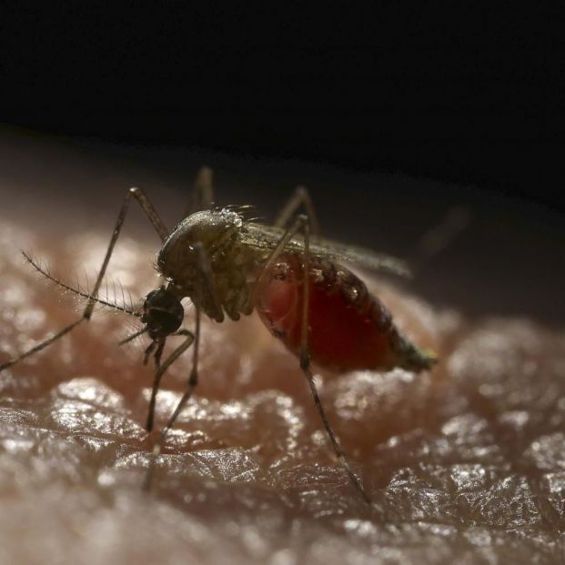 europapress-2594027-mosquito-aedes-aegypti-transmisor-virus-zika_1_621x621
