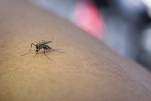 716290-713299-50157-dengue-0