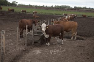 Ramallo, Provincia de Buenos Aires. Vacas en un comedero en feedlot.