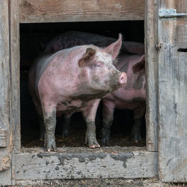 bigstock-image-of-pig-at-an-old-hog-hou-453911841_1_621x621