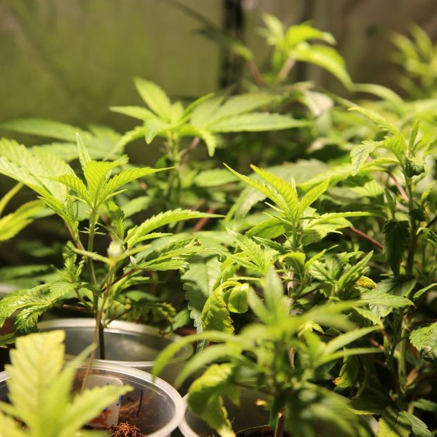 planta-de-marihuana_1_621x621