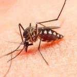 El dengue se encuentra en aumento