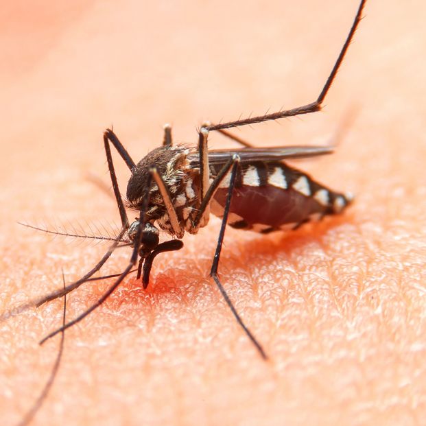 bigstock-striped-mosquitoes-are-eating-468429249-1_1_621x621