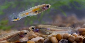 peces_guppy_dengue_control_-1
