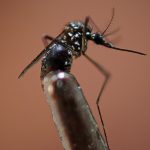 Cuánto duran los anticuerpos del dengue