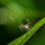 Los repelentes naturales para ahuyentar mosquitos