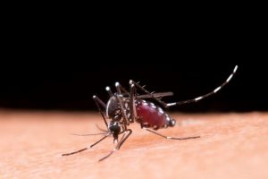 829526-708912-49934-dengue-0