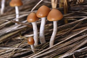 Psilocybe-azurescens