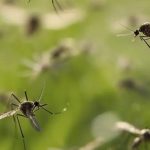 Superpoblación de mosquitos en el AMBA