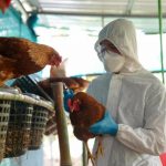 Vuelve la alarma por la gripe aviar