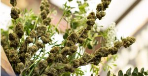 image-2017-02-21-2-1170x600