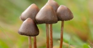 143326120-91757e7d-d771-4c56-92fc-f971d251c98b_816x428