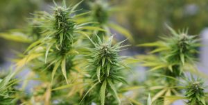 Cultivo y mercado de la marihuana. 29.03.2023 Foto Maxi Failla