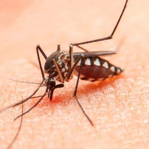 bigstock-striped-mosquitoes-are-eating-468429249-1_1_621x621