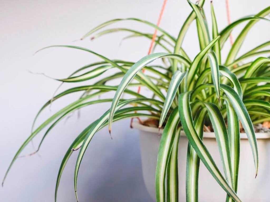 JOy6JynC0_2000x1500__1