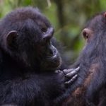 El cerebro humano responde de forma única a las voces de chimpancés