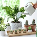 Las plantas medicinales que los especialistas consideran más efectivas