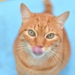 Detectan en un hongo que se transmite de gatos a humanos