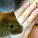 Hantavirus: alertas que deberías conocer