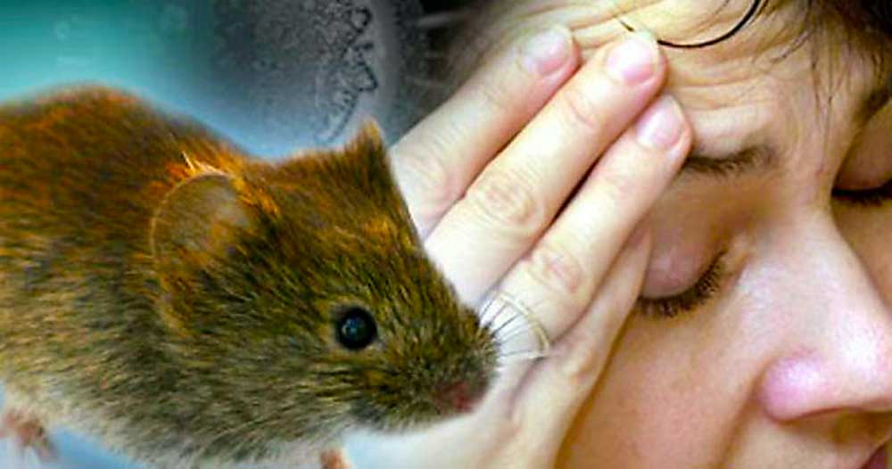 hantavirus