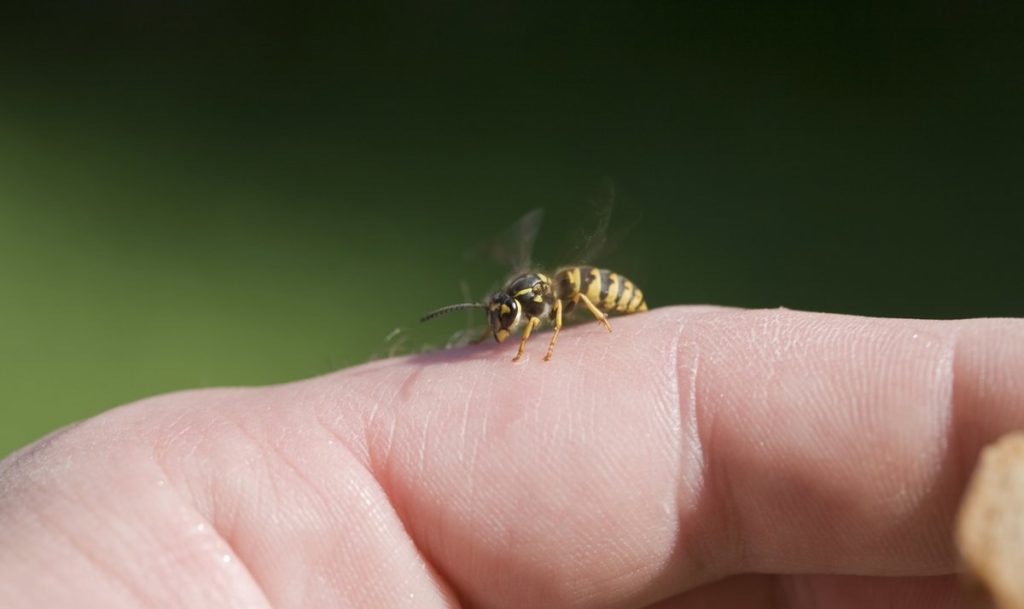 aquí te contamos cómo se puede curar la alergia al veneno de avispas o de abejas
