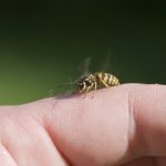 Abejas, avispas y alergias