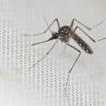“Los mosquitos están desarrollando resistencia a los insecticidas”