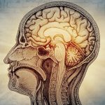Descubren que el cerebro humano es dos órganos que evolucionaron por separado