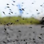 Mosquitos mataron a dos personas en el NOA