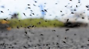 thumb_mosquitos-60