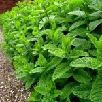 La peperina, hierba medicinal
